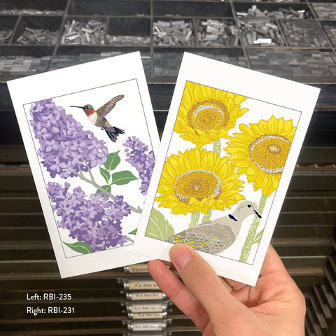 RBI-231 Eurasian Collared-Dove and Sunflowers