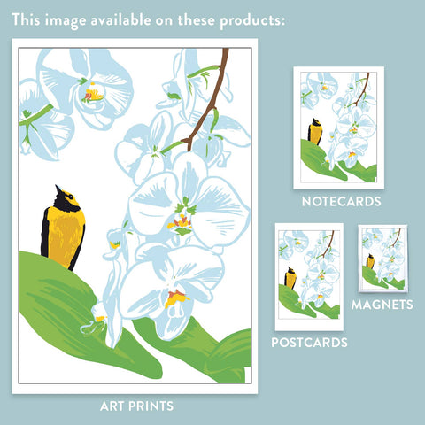 RBI-185 Orchid and Hooded Warbler
