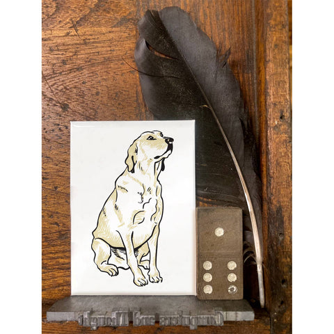 RAN-65 Labrador Retriever, White