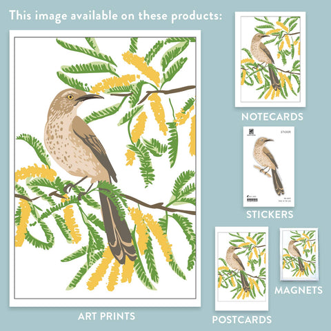 RBI-197 Curve Billed Thrasher and Mesquite