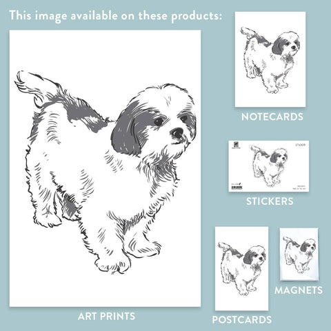 RAN-71 Shih Tzu
