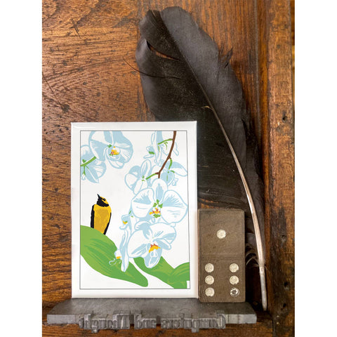 RBI-185 Orchid and Hooded Warbler