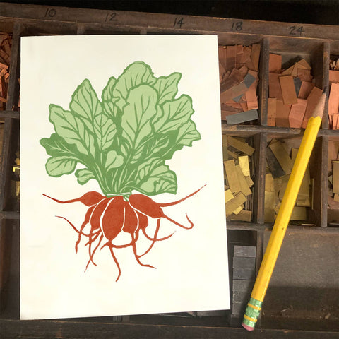 RFM-517 Red Radish
