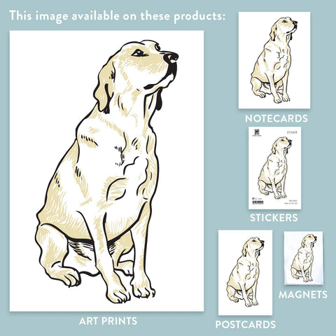 RAN-65 Labrador Retriever, White