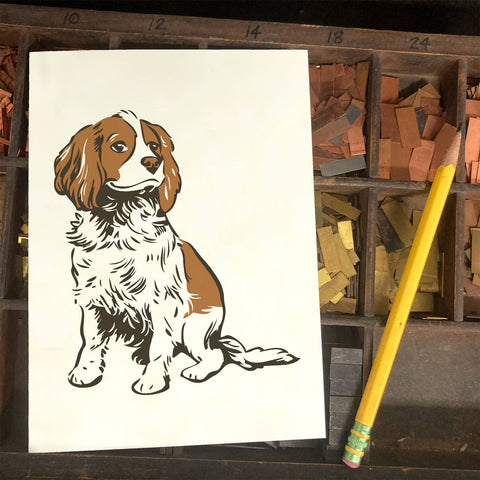 RAN-62 Cavalier King Charles Spaniel
