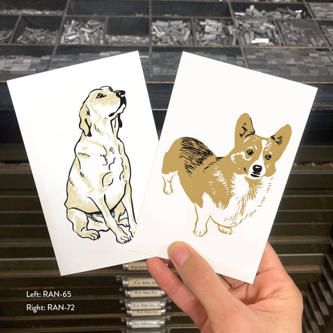 RAN-72 Welsh Corgi