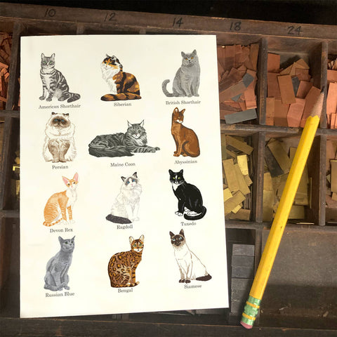 RAN-45 Cat Breeds
