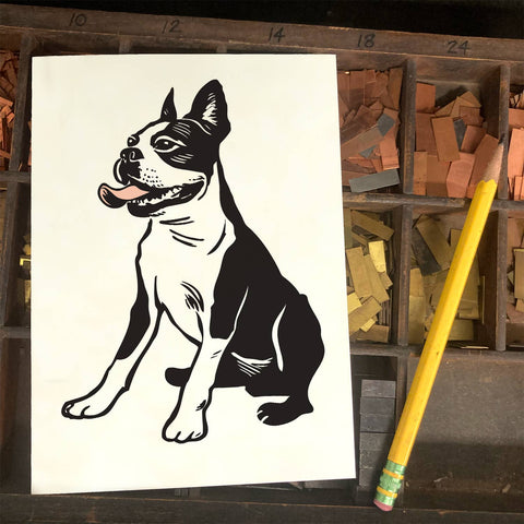 RAN-48 Boston Terrier 2