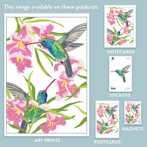 RBI-9150 Broad-Billed Hummingbird and Desert Willow