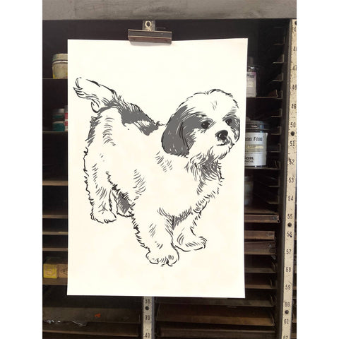 RAN-71 Shih Tzu