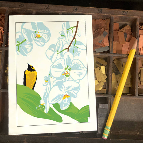 RBI-185 Orchid and Hooded Warbler