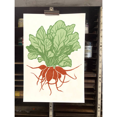 RFM-517 Red Radish