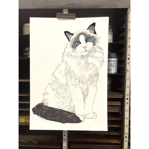 RAN-39 Ragdoll Cat