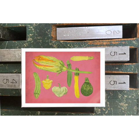 RFM-411 Summer Squash