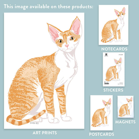 RAN-41 Devon Rex Cat