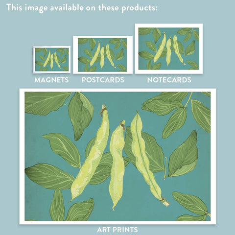 RFM-412 Fava Beans