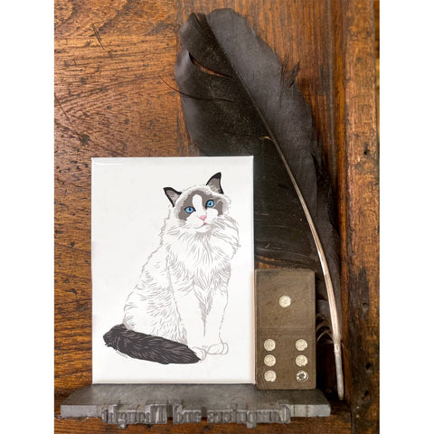 RAN-39 Ragdoll Cat