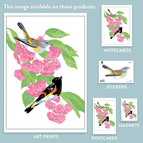 RBI-186 American Redstart and Cherry