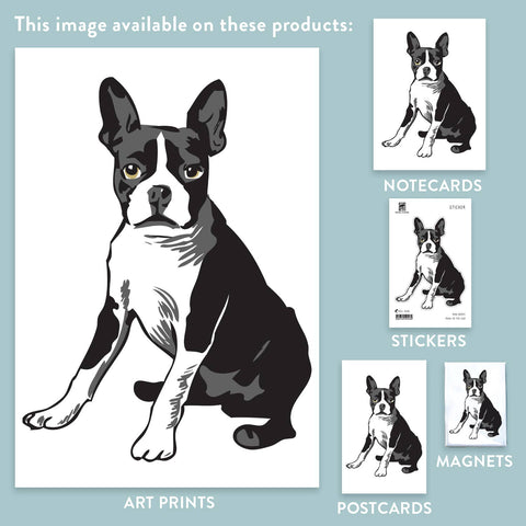 RAN-49 Boston Terrier 1