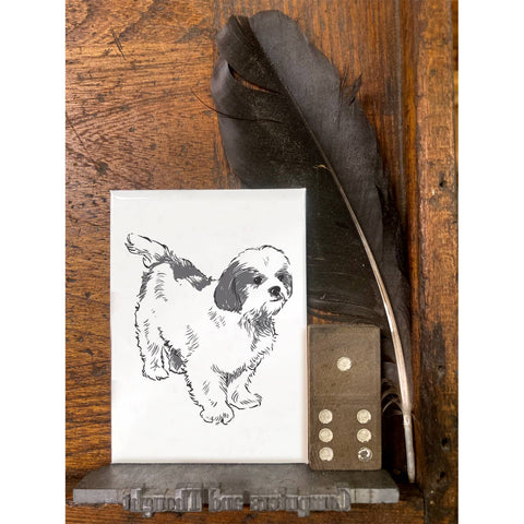 RAN-71 Shih Tzu