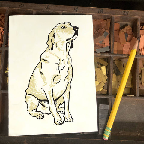 RAN-65 Labrador Retriever, White