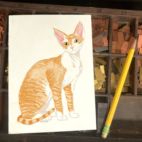 RAN-41 Devon Rex Cat