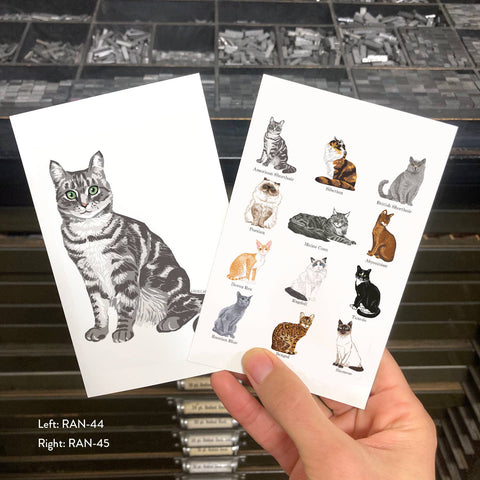 RAN-45 Cat Breeds
