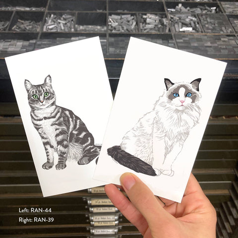 RAN-44 American Shorthair Cat