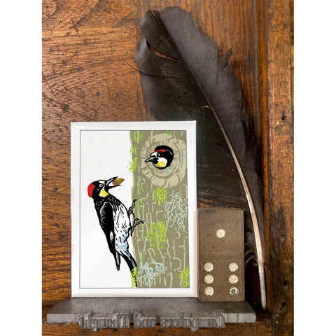 RBI-202 Acorn Woodpecker