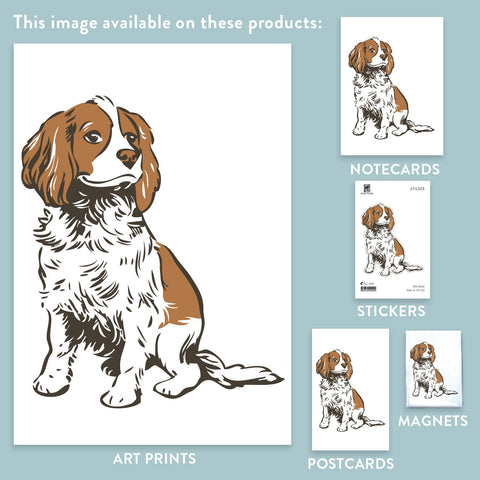 RAN-62 Cavalier King Charles Spaniel