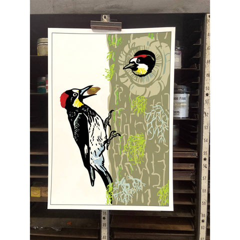 RBI-202 Acorn Woodpecker