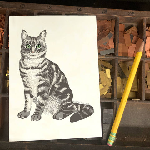 RAN-44 American Shorthair Cat