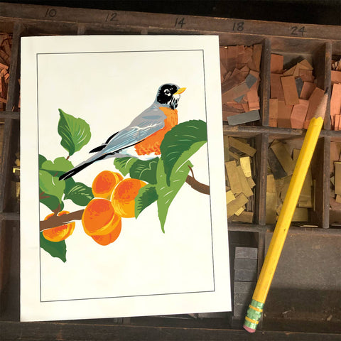 RBI-183 Robin in Apricot Tree