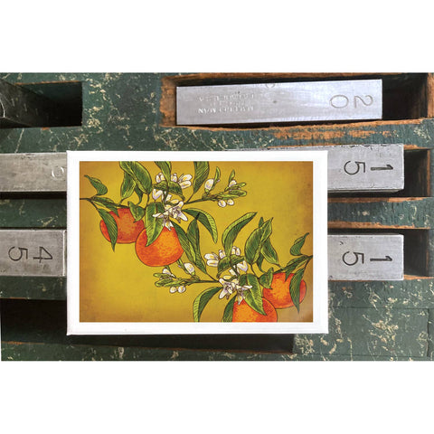 RFM-405 Oranges