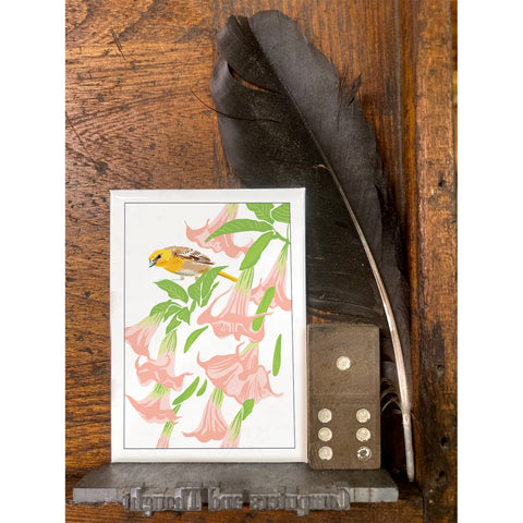 RBI-210 Oriole & Brugmansia