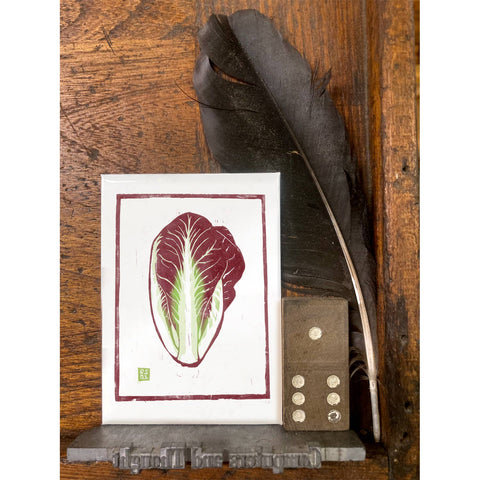 RFM-519 Radicchio