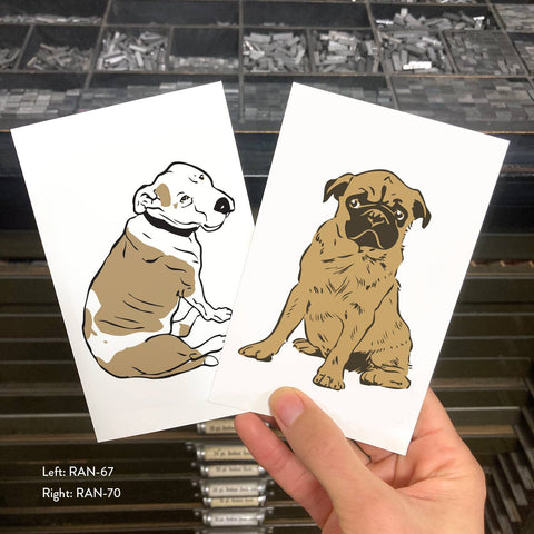 RAN-70 Pug Puppy