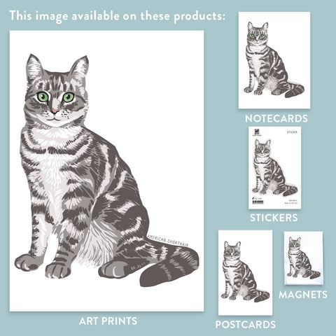 RAN-44 American Shorthair Cat