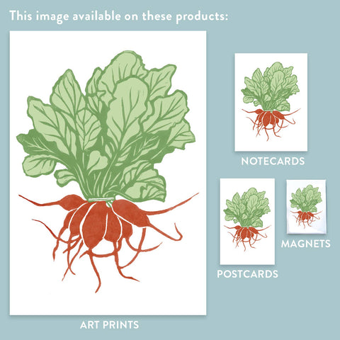 RFM-517 Red Radish