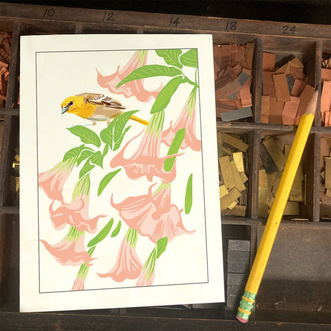 RBI-210 Oriole & Brugmansia