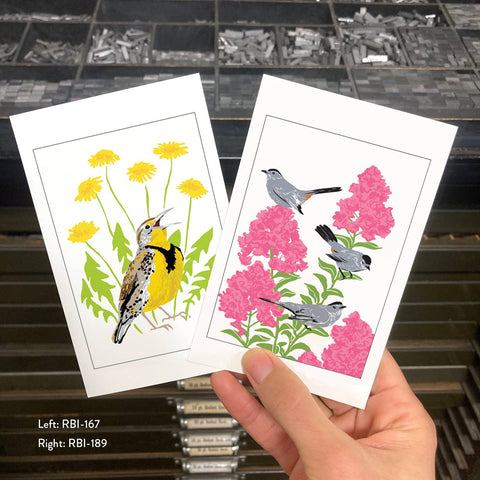 RBI-189 Gray Catbirds and Crepe Myrtle