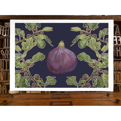 RFM-431 Fig Tree