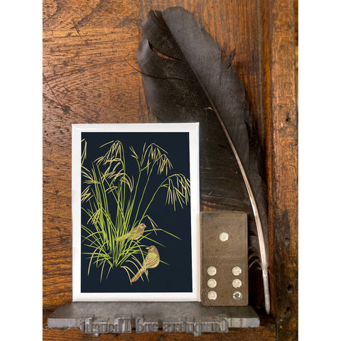 RBI-204 Needlegrass and Towhee