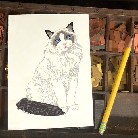 RAN-39 Ragdoll Cat