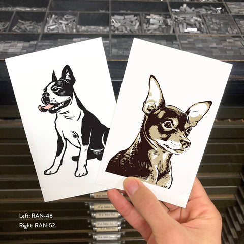 RAN-48 Boston Terrier 2