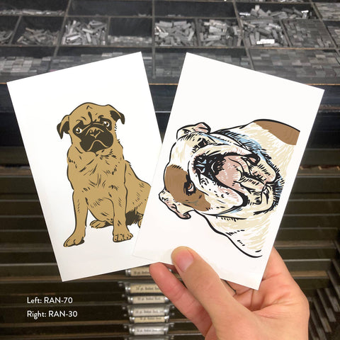 RAN-30 Bulldog, White
