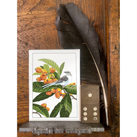 RBI-213 Loquat & Mockingbird