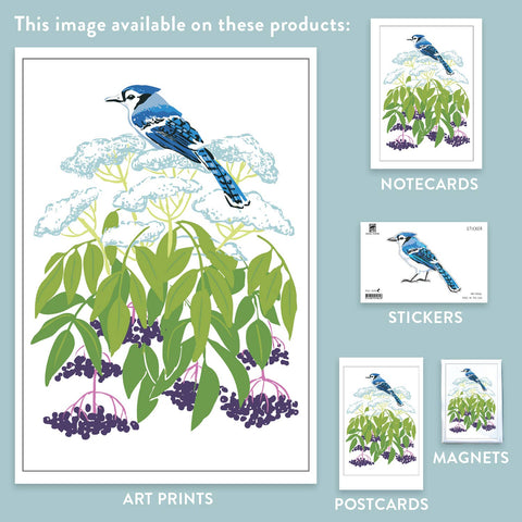 RBI-166 Blue Jay and Elderberry