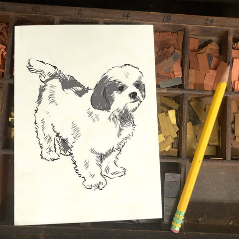 RAN-71 Shih Tzu