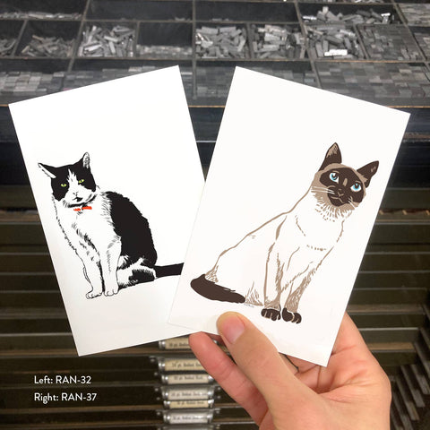 RAN-37 Siamese Cat